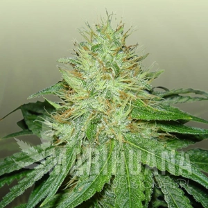 6 Shooter - ROYAL DUTCH GENETICS