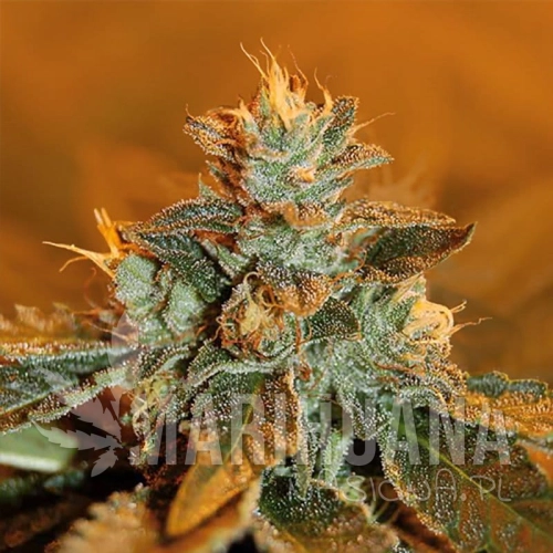 ROYAL DUTCH GENETICS - Special K