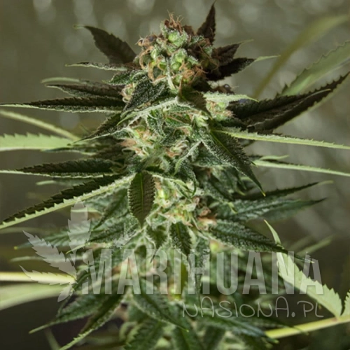 ROYAL DUTCH GENETICS - Strawberry Kush