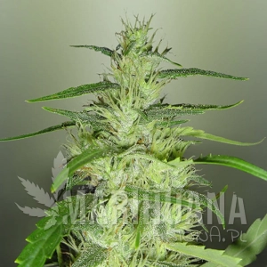 Super Silver Cheese - ROYAL DUTCH GENETICS