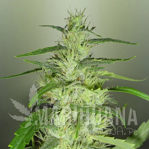 ROYAL DUTCH GENETICS - Super Silver Cheese