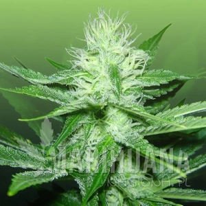 Train Wreck - ROYAL DUTCH GENETICS