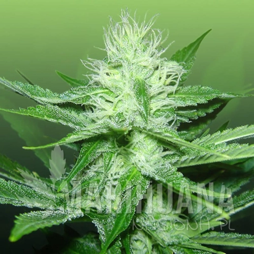 ROYAL DUTCH GENETICS - Train Wreck