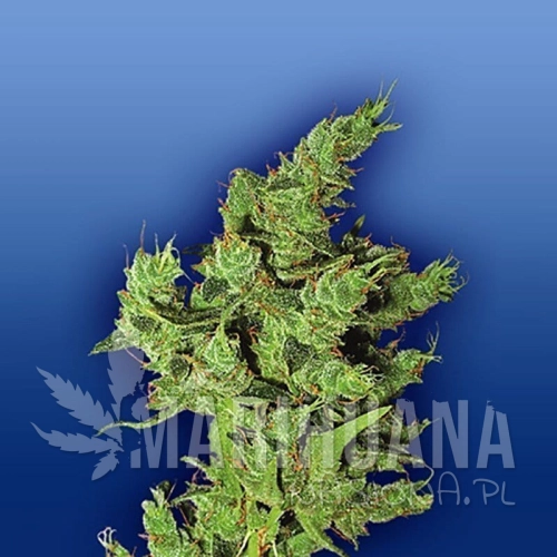 FLYING DUTCHMEN - Amsterdam Mist
