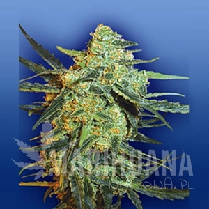 Blueberry Skunk - FLYING DUTCHMEN