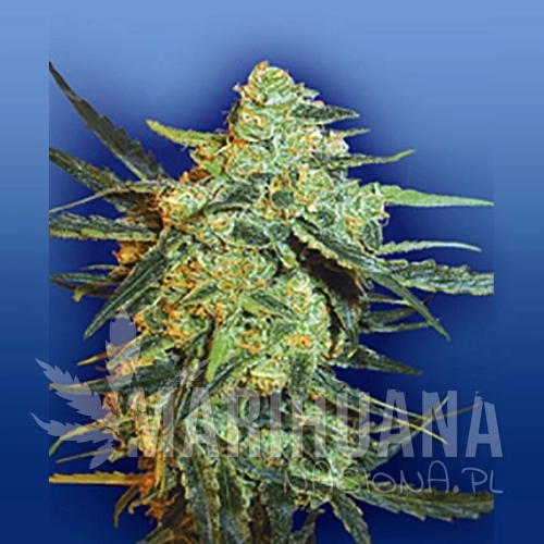 FLYING DUTCHMEN - Blueberry Skunk