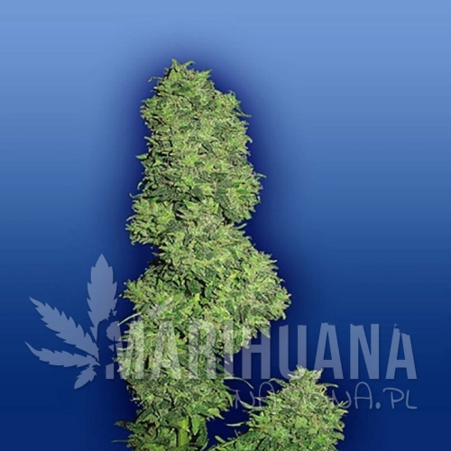 FLYING DUTCHMEN - Dame Blanche