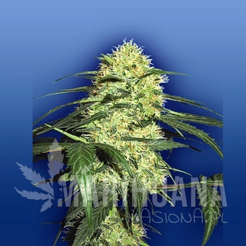 FLYING DUTCHMEN - Dutch Delight