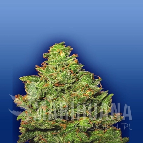 FLYING DUTCHMEN - Edelweiss