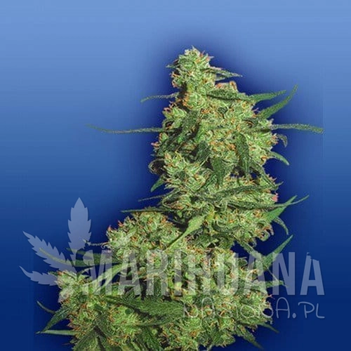 FLYING DUTCHMEN - Nepal Kush