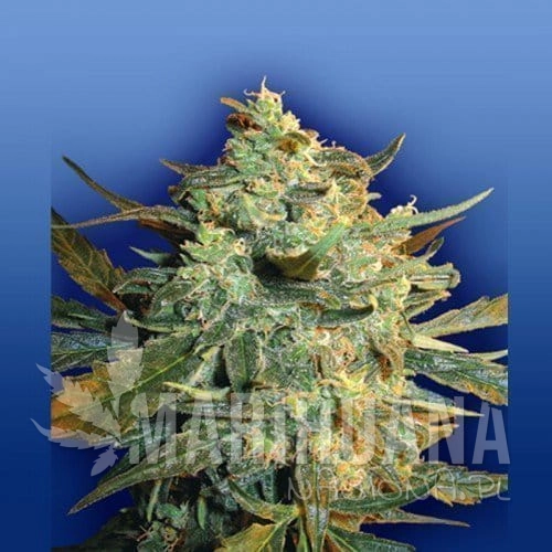 FLYING DUTCHMEN - Power Skunk