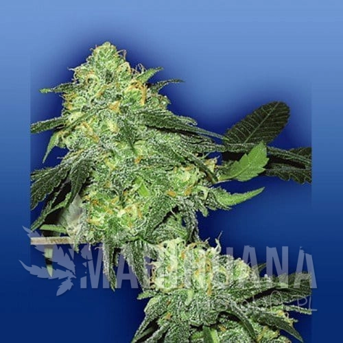 FLYING DUTCHMEN - Skunk Classic