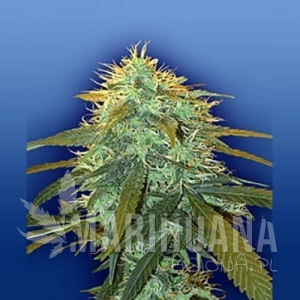 Skunk #1 - FLYING DUTCHMEN