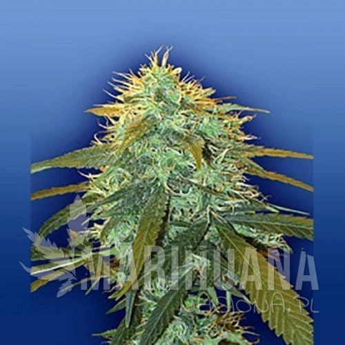FLYING DUTCHMEN - Skunk #1