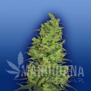 Templae Haze - FLYING DUTCHMEN