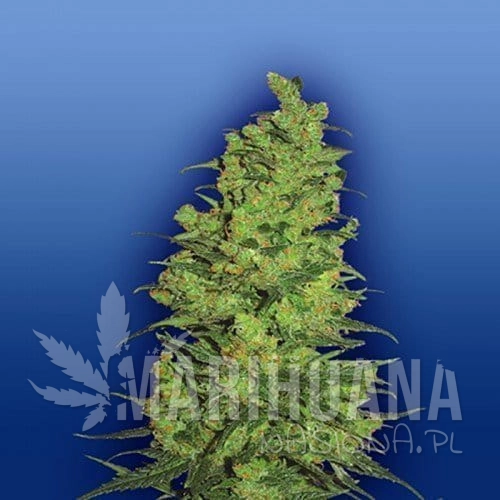 FLYING DUTCHMEN - Templae Haze
