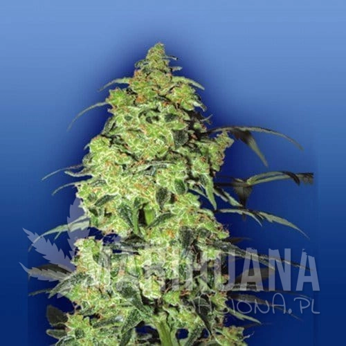 FLYING DUTCHMEN - White Widow