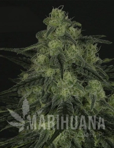 Black Valley - RIPPER SEEDS