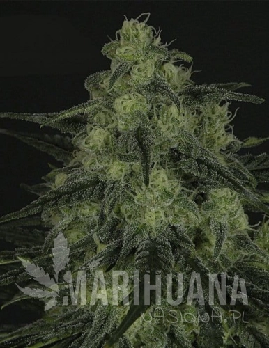 RIPPER SEEDS - Black Valley