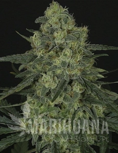 Criminal + - RIPPER SEEDS