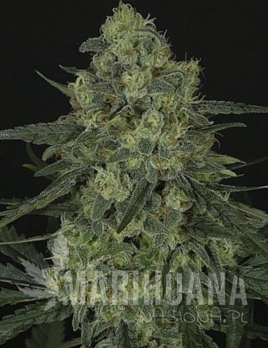 RIPPER SEEDS - Criminal +