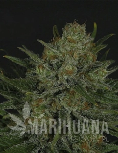 Double Glock - RIPPER SEEDS