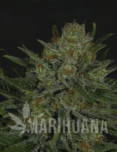 RIPPER SEEDS - Double Glock