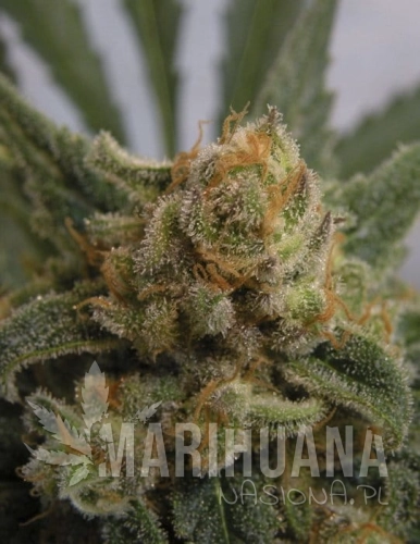 RIPPER SEEDS - Grapegum