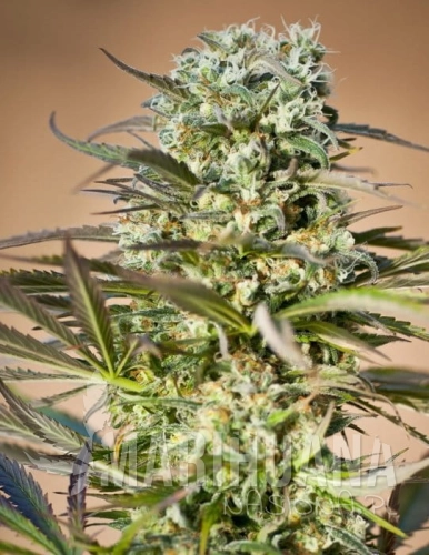 RIPPER SEEDS - Hawaiian Wave