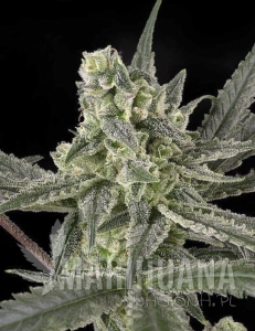 Old School - RIPPER SEEDS