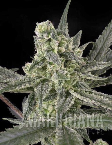 RIPPER SEEDS - Old School