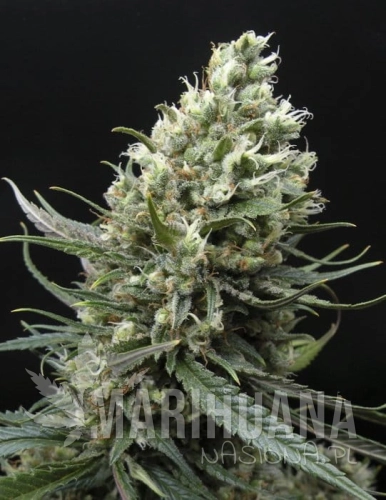 RIPPER SEEDS - Ripper Haze