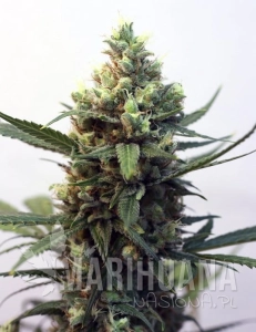 Toxic - RIPPER SEEDS