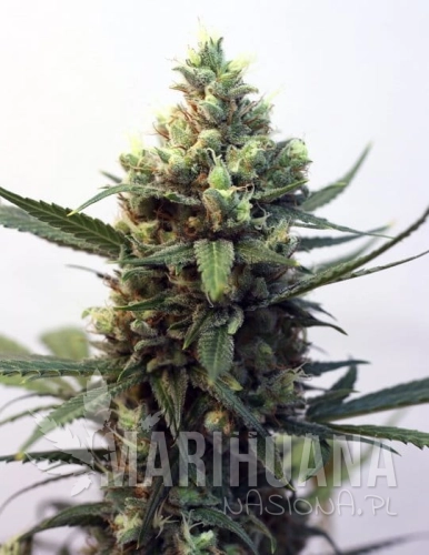 RIPPER SEEDS - Toxic