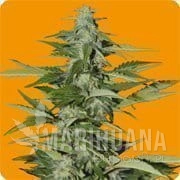 Hindiana - SEEDS OF LIFE