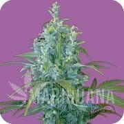 SEEDS OF LIFE - Kabala