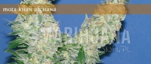 Mota Khan Afghana - ELITE SEEDS