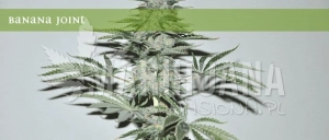 Banana Joint - ELITE SEEDS