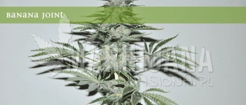 ELITE SEEDS - Banana Joint