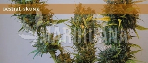 Bestial Skunk - ELITE SEEDS