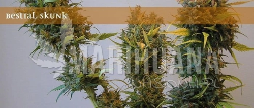 ELITE SEEDS - Bestial Skunk