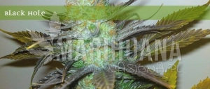 Black Hole - ELITE SEEDS