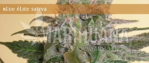 Blue Elite Indica - ELITE SEEDS