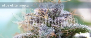 Blue Elite Sativa - ELITE SEEDS