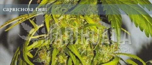 ELITE SEEDS - Caprichosa Thai