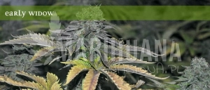 Early Widow - ELITE SEEDS