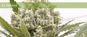 La Katana - ELITE SEEDS