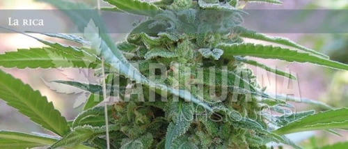 ELITE SEEDS - La Rica