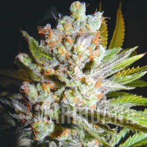 Auto 4:20 - BIOHAZARD SEEDS