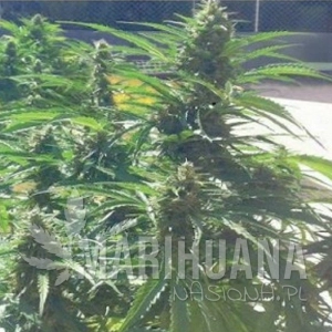 Auto Power - BIOHAZARD SEEDS